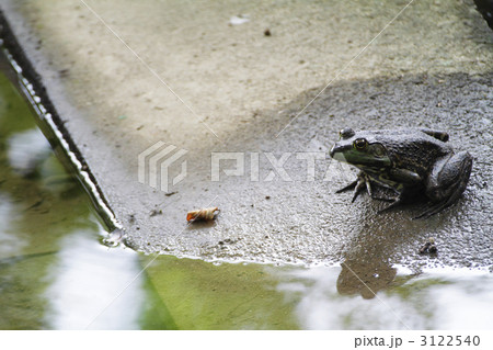 ウシガエルのいる風景１ 3122540
