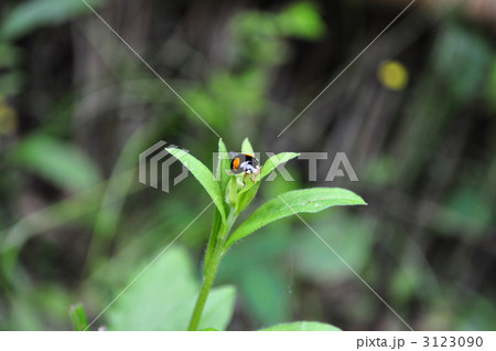 テントウムシ テントウムシ 3123090