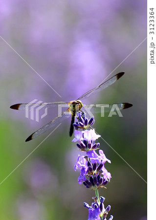 ラベンダーの花とシオカラトンボ 3123364
