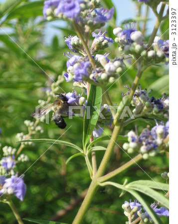 セイヨウニンジンボク セイヨウニンジンボク 3123397