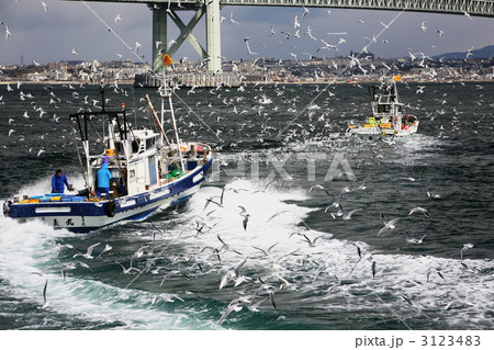 明石海峡のシンコ漁 3123483