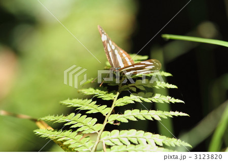 コミスジ 3123820