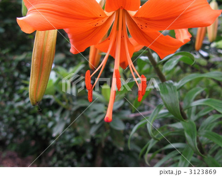 ヤマユリ 3123869