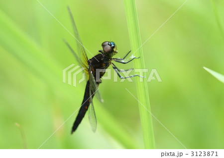 ハラビロトンボ♂ ハラビロトンボ♂ 3123871