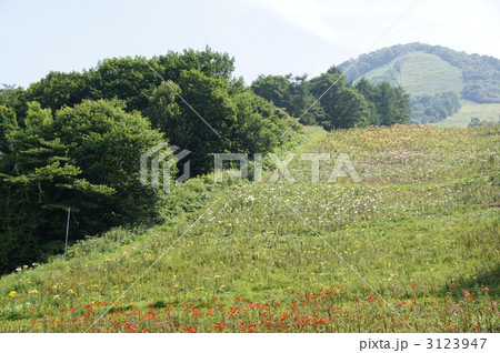 嬬恋鹿沢ゆり園 嬬恋鹿沢ゆり園 3123947