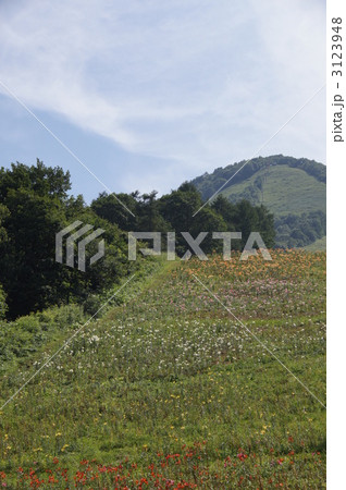 嬬恋鹿沢ゆり園 嬬恋鹿沢ゆり園 3123948