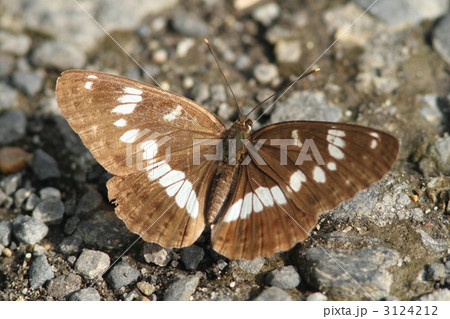 吸水するアサマイチモンジ 3124212