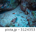ハタタテハゼ 3124353