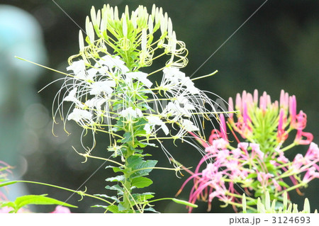 クレオメ 3124693