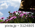 花 3124805