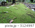 コケのじゅうたん 3124997