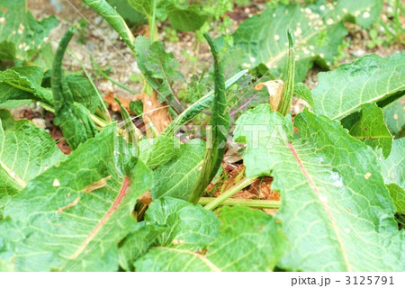 ギシギシの春の新芽横位置 ギシギシの春の新芽横位置 3125791
