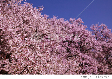 桜 3125797
