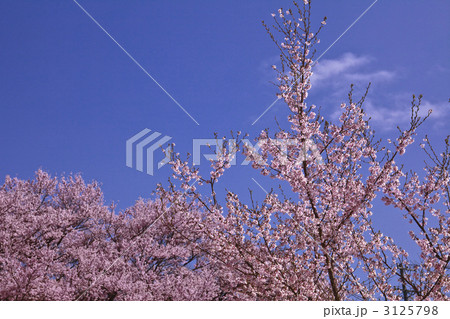 桜 3125798