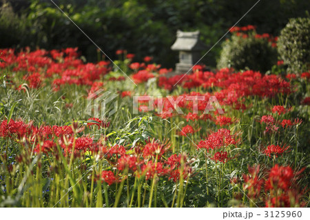 彼岸花 3125960