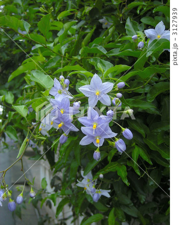 ワルナスビの花 ワルナスビの花 3127939