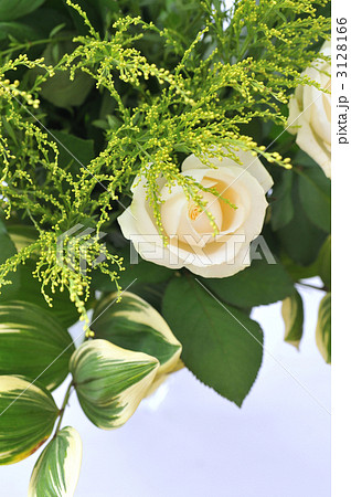 Avalanche Rose Avalanche Rose 3128166