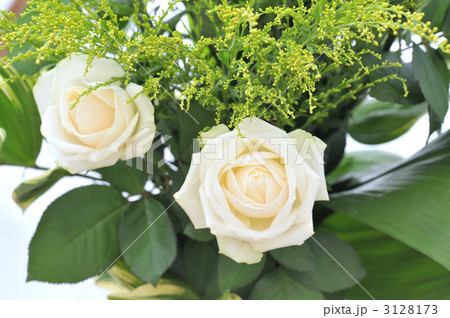 Avalanche Rose Avalanche Rose 3128173