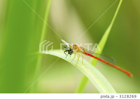 ベニイトトンボの捕食 3128269