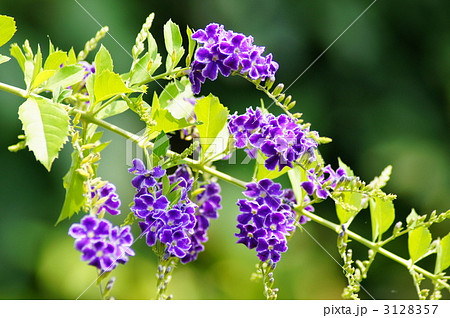 タイワンレンギョウ 3128357