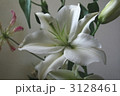 白百合 3128461