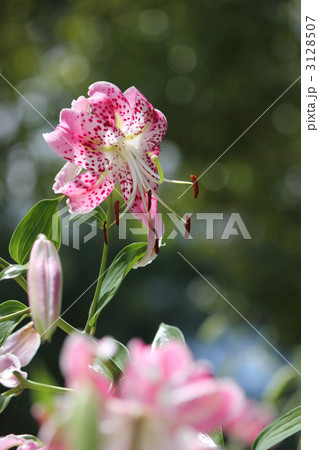 ピンク色の鹿の子百合（縦） 3128507