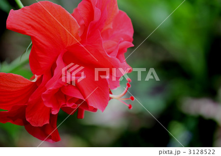 八重のハイビスカス（横向き） 3128522