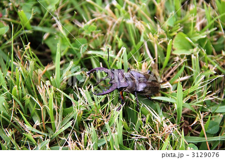 クワガタ ミヤマクワガタ クワガタ ミヤマクワガタ 3129076