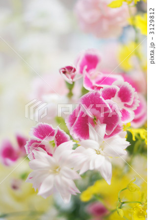 ピンクの花 3129812