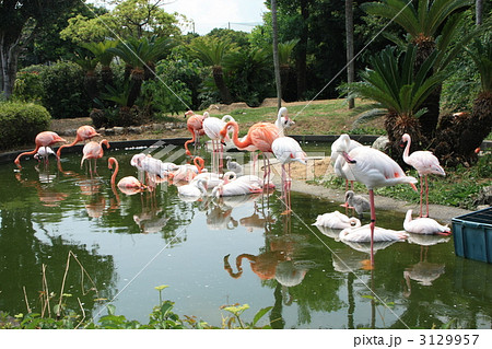 わんぱーくこうちのフラミンゴ わんぱーくこうちのフラミンゴ 3129957