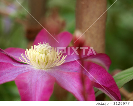 クレマチス クレマチス 3129977