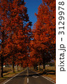 メタセコイヤの紅葉 3129978