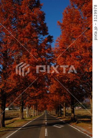 メタセコイヤの紅葉 メタセコイヤの紅葉 3129978