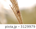 すすきと蜘蛛 3129979