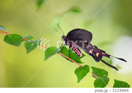 クロアゲハ 3129984