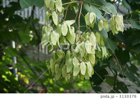 青桐　実がなるととっても目立ちます 3130376