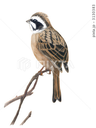 ホオジロ 3130383