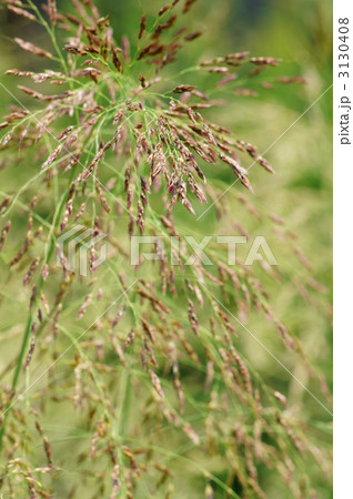 西蕃蜀黍　セイバンモロコシこれでも花が咲いています。 3130408