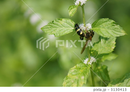 大紋土蜂と薄荷(ハッカ)の花 3130413