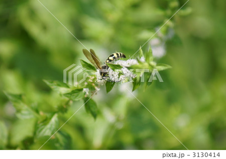 大紋土蜂と薄荷(ハッカ)の花 大紋土蜂と薄荷(ハッカ)の花 3130414