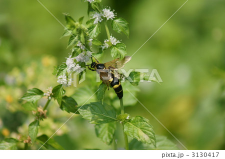 大紋土蜂と薄荷(ハッカ)の花 3130417