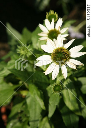 エキナセア 3130557