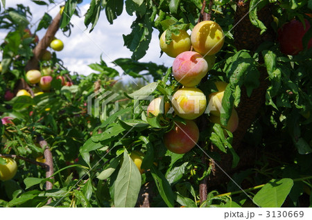 スモモ　スモモの木　プラム 3130669