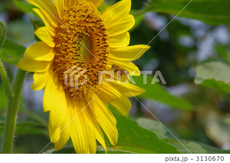ひまわりと蜂 ひまわりと蜂 3130670