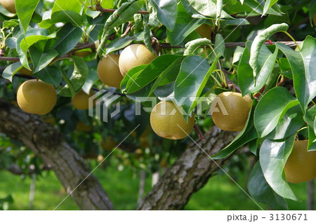 梨の木　梨　梨畑 3130671