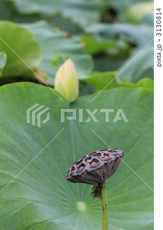 蓮根の花と花托 3130814