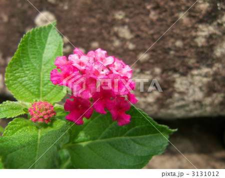 ランタナ 3131012