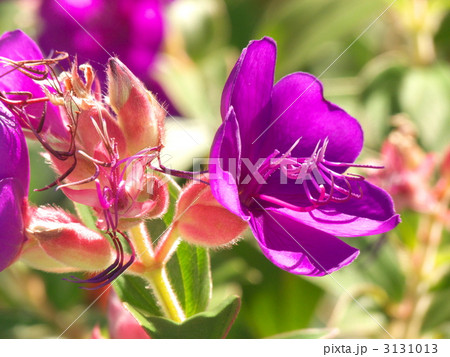 スパイダーフラワー 3131013