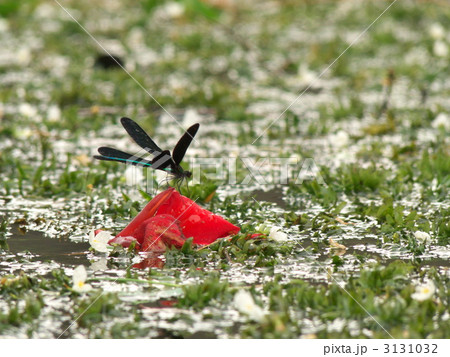 ハグロトンボ ハグロトンボ 3131032