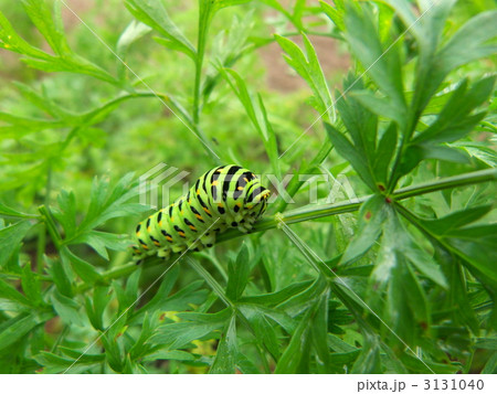 キアゲハの幼虫 3131040